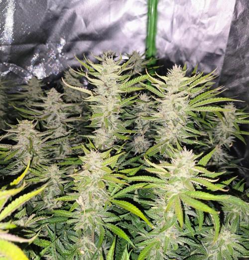 Royal Queen Wedding Cake Automatic. Week 8