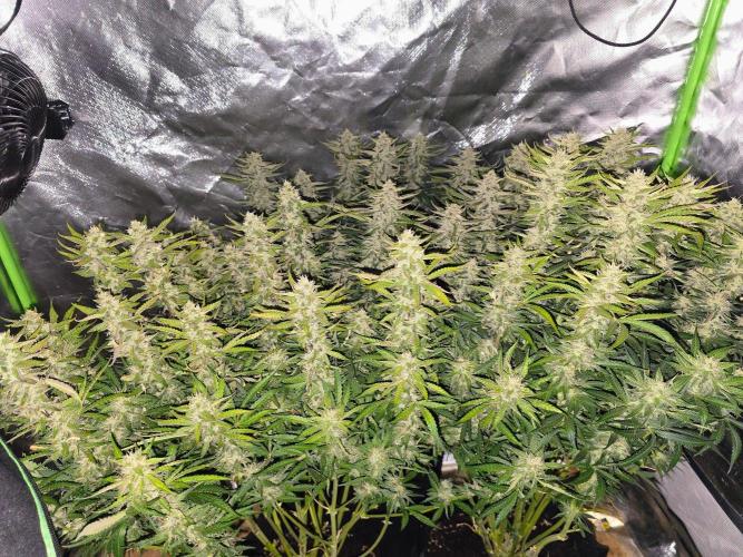 Royal Queen Wedding Cake Automatic. Week 8