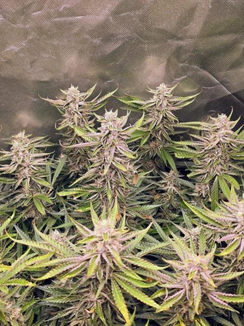 Royal Queen Wedding Cake Automatic. Week 8