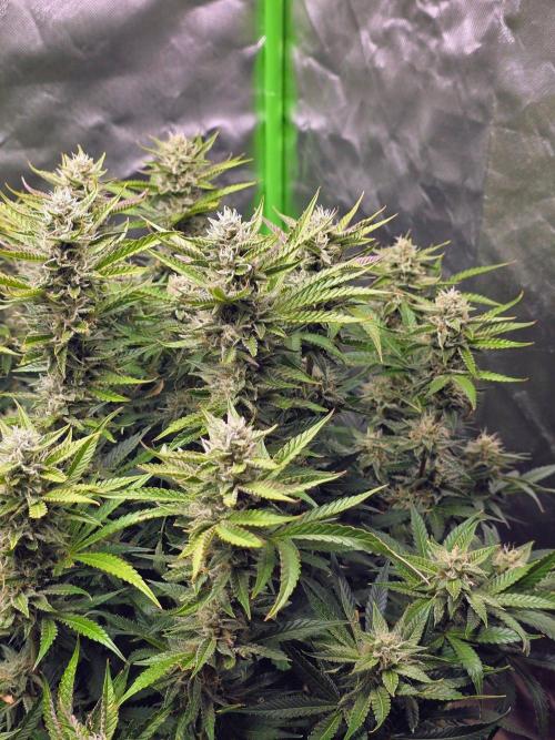 Royal Queen Wedding Cake Automatic. Week 8