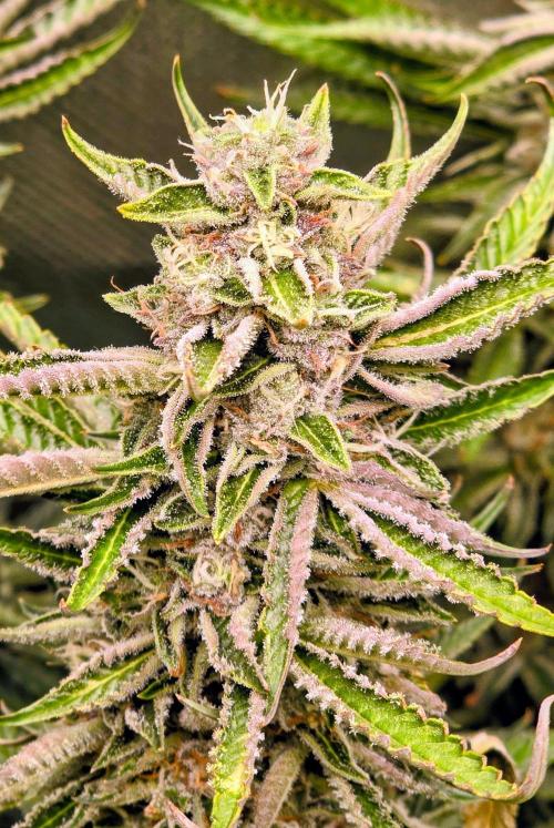 Royal Queen Wedding Cake Automatic. Week 8