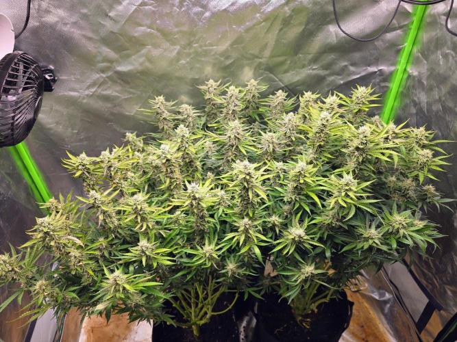 Royal Queen Wedding Cake Automatic. Week 8
