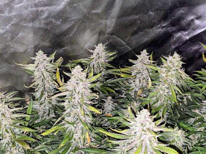 Royal Queen Wedding Cake Automatic. Week 9