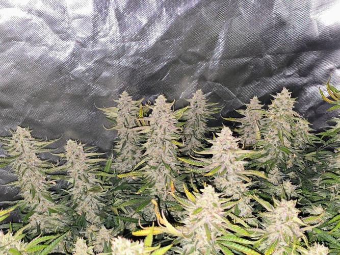 Royal Queen Wedding Cake Automatic. Week 9