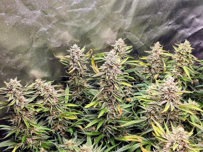 Royal Queen Wedding Cake Automatic. Week 9