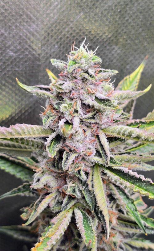 Royal Queen Wedding Cake Automatic. Week 9