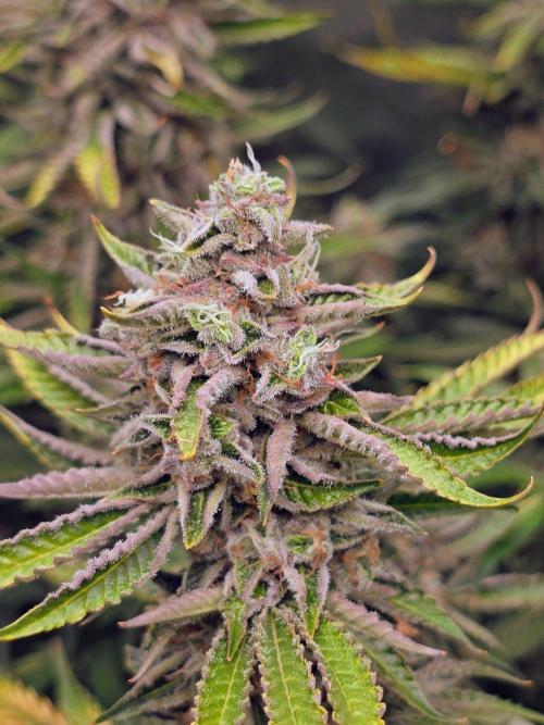 Royal Queen Wedding Cake Automatic. Week 9
