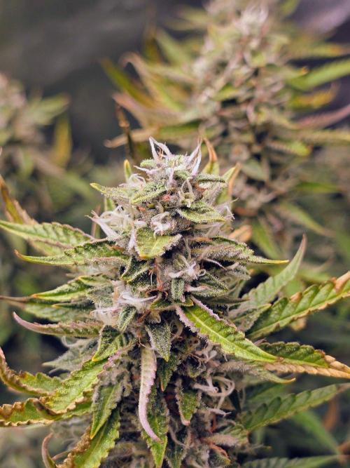 Royal Queen Wedding Cake Automatic. Week 9