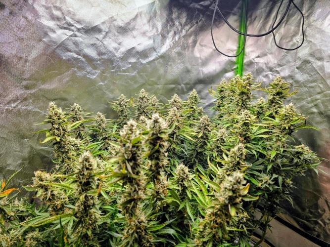 Royal Queen Wedding Cake Automatic. Week 9