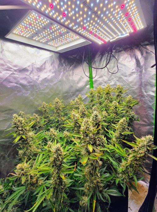 Wedding Cake Auto. Week 9