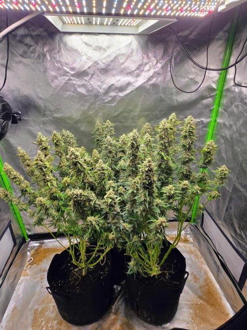 Royal Queen Wedding Cake Automatic. Week 9
