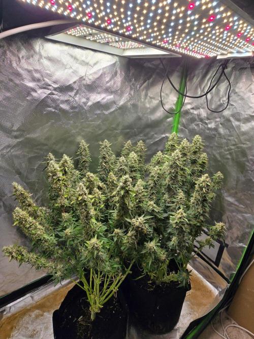 Wedding Cake Auto. Week 9