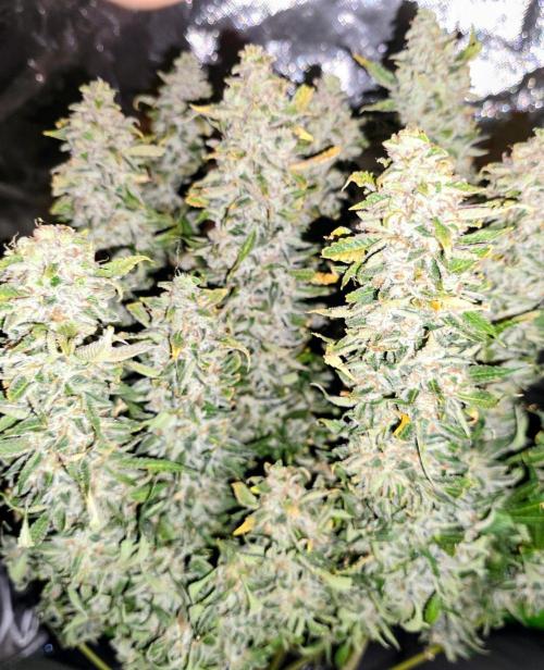 Royal Queen Wedding Cake Automatic. Week 10