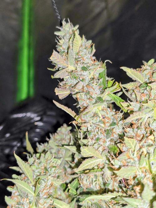 Royal Queen Wedding Cake Automatic. Week 10