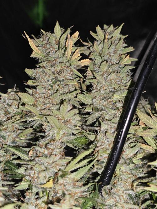 Royal Queen Wedding Cake Automatic. Week 10