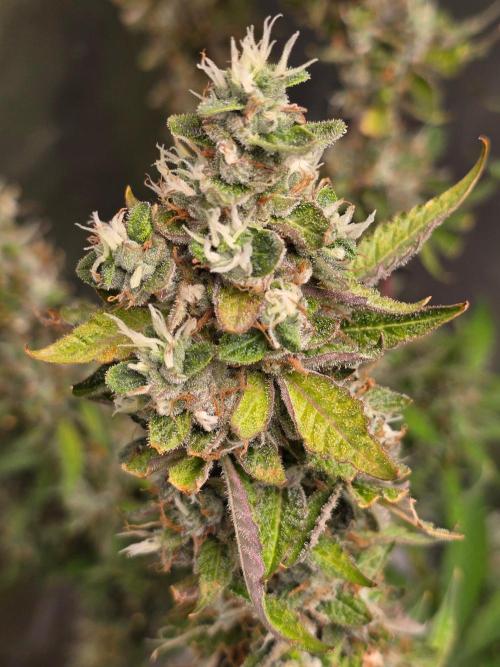 Royal Queen Wedding Cake Automatic. Week 10