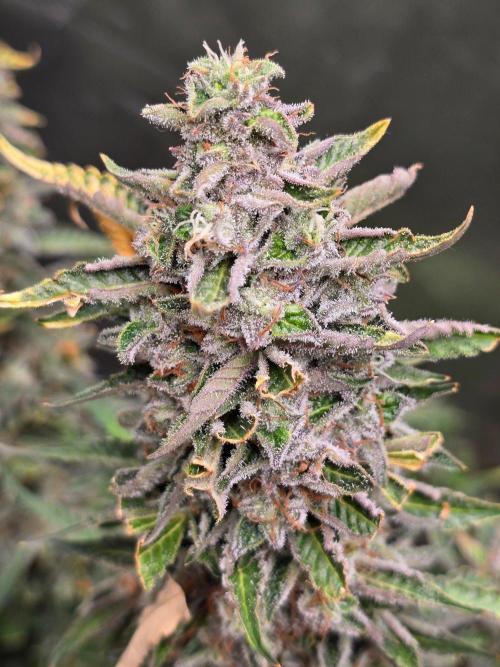 Royal Queen Wedding Cake Automatic. Week 10