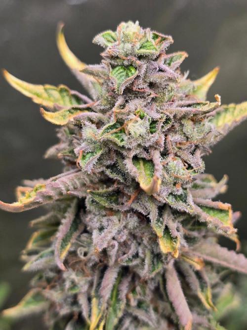 Royal Queen Wedding Cake Automatic. Week 10