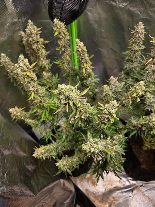 Royal Queen Wedding Cake Automatic. Week 10