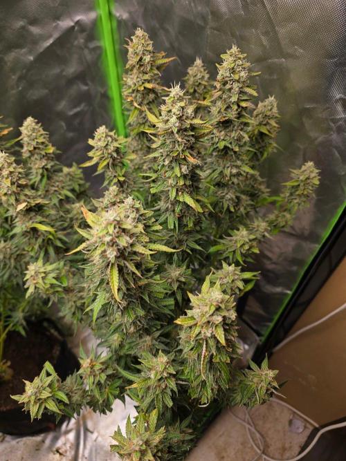 Royal Queen Wedding Cake Automatic. Week 10