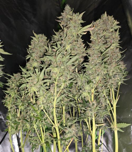 Royal Queen Wedding Cake Automatic. Week 10