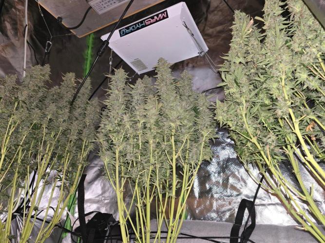Royal Queen Wedding Cake Automatic. Week 10
