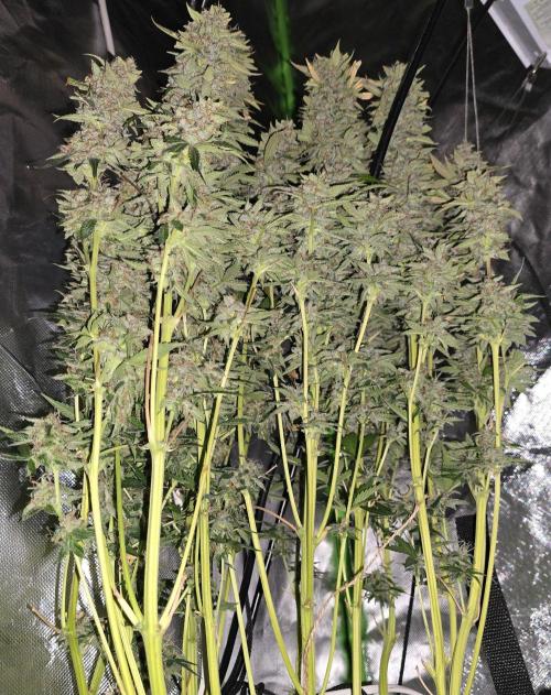Wedding Cake Auto. Week 10