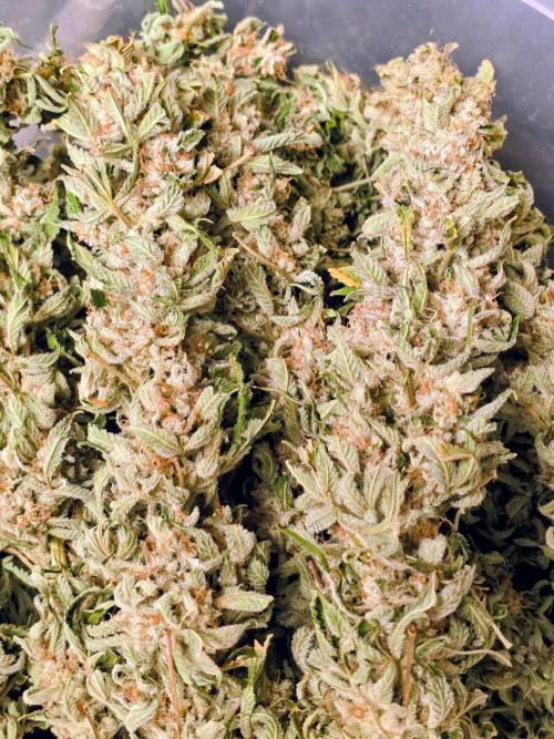 Royal Queen Wedding Cake Automatic. Week 10