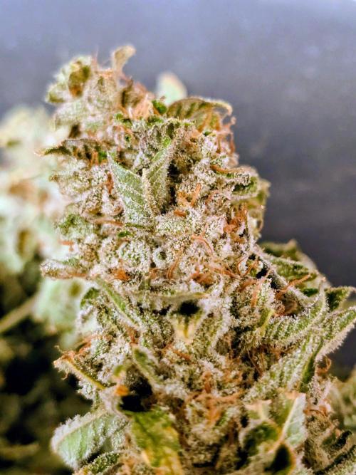 Royal Queen Wedding Cake Automatic. Week 10