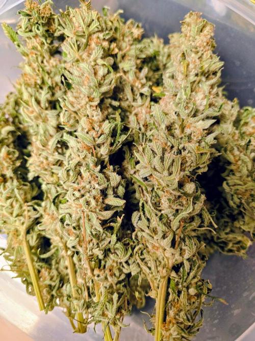 Royal Queen Wedding Cake Automatic. Week 10