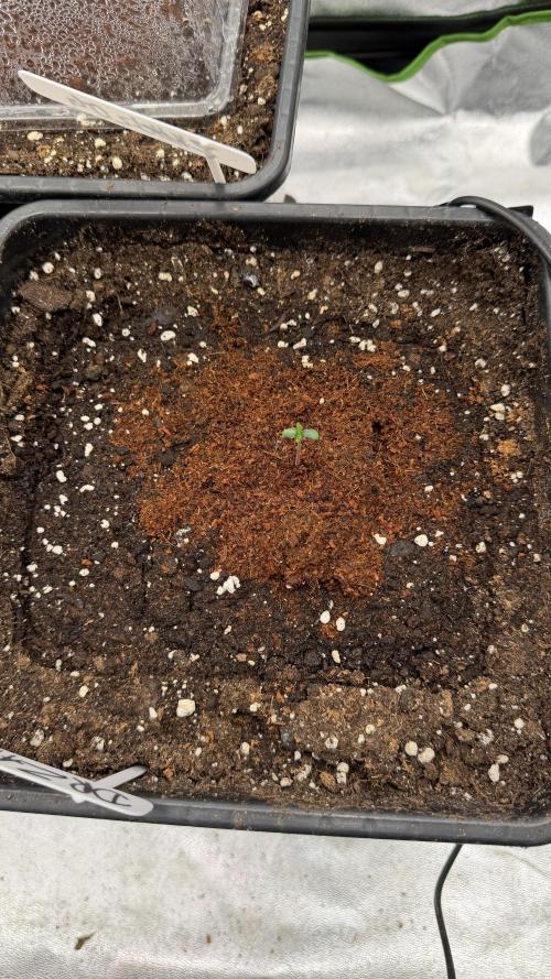Grow#2. Week 0 - Dr Zaius