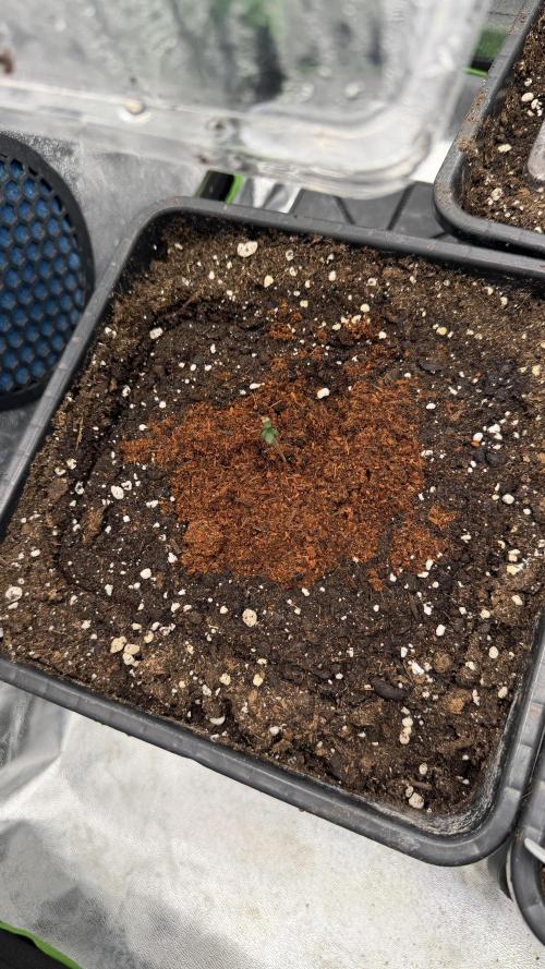 Grow#2. Week 0 - Purple Punch