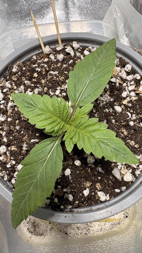 Khalifa limon Bianco mono. Week 0 - Week 2