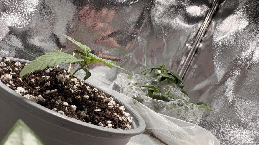 Khalifa limon Bianco mono. Week 0 - Week 2