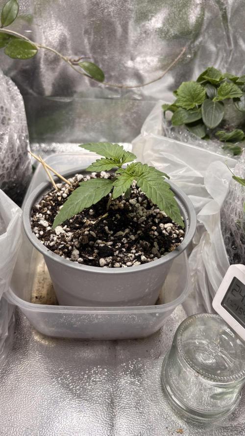 Khalifa limon Bianco mono. Week 0 - Week 3