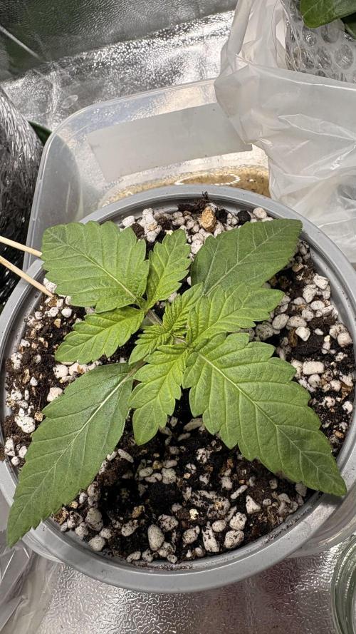 Khalifa limon Bianco mono. Week 0 - Week 3