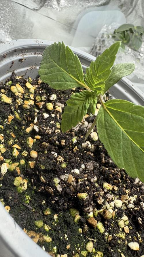 Khalifa limon Bianco mono. Week 0 - Week 2