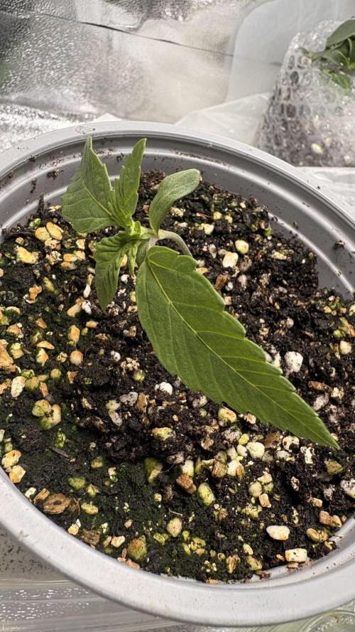 Khalifa limon Bianco mono. Week 0 - Week 2