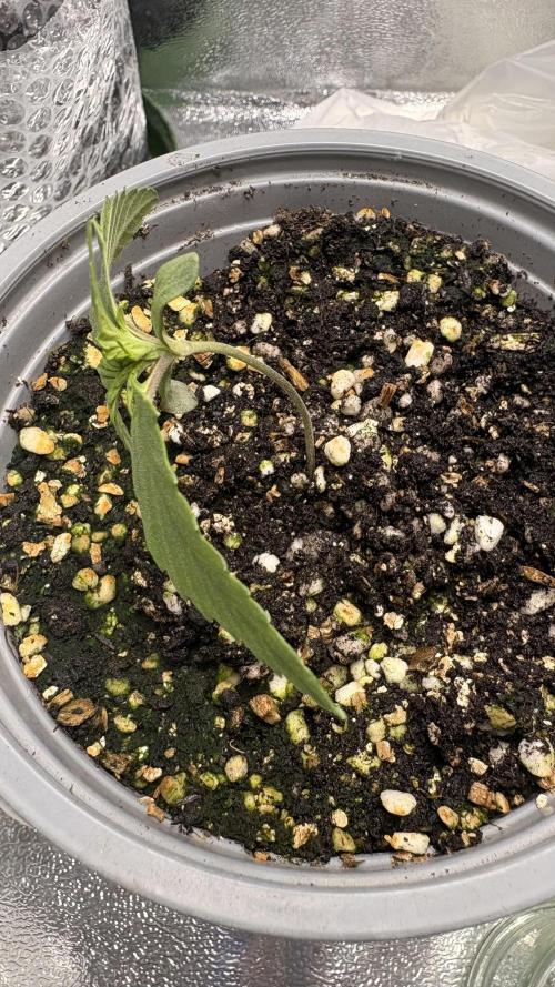 Khalifa limon Bianco mono. Week 0 - Week 2