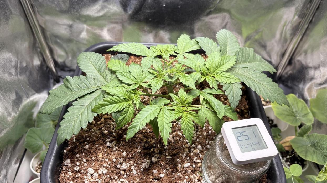 Khalifa limon Bianco mono. Week 3 - Defo + unsuccessful FIM