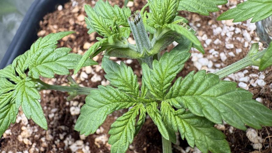 Khalifa limon Bianco mono. Week 4