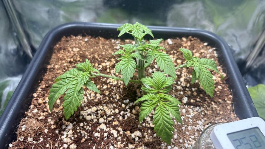 Khalifa limon Bianco mono. Week 4