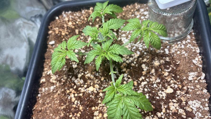 Khalifa limon Bianco mono. Week 4