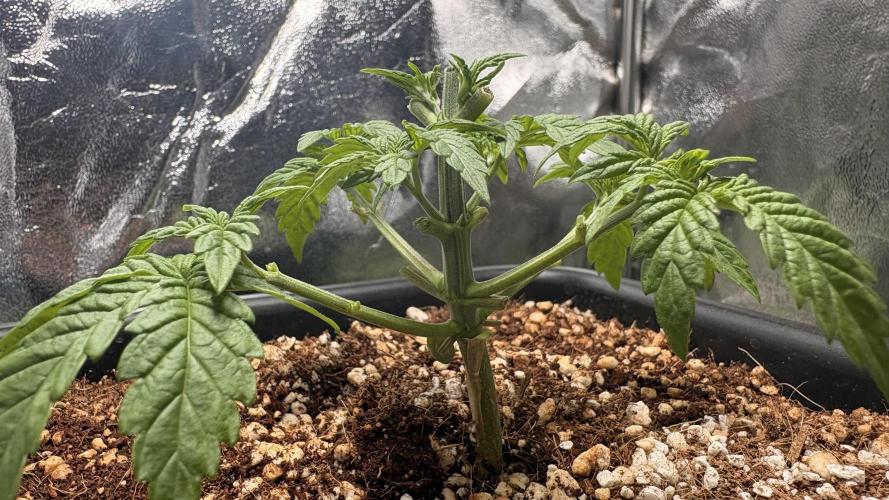 Khalifa limon Bianco mono. Week 4