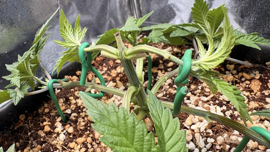 Khalifa limon Bianco mono. Week 5