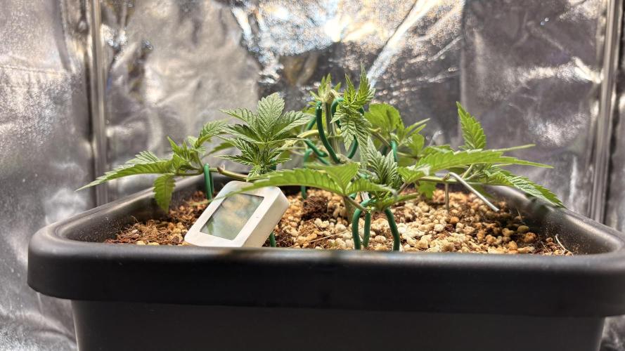 Khalifa limon Bianco mono. Week 5