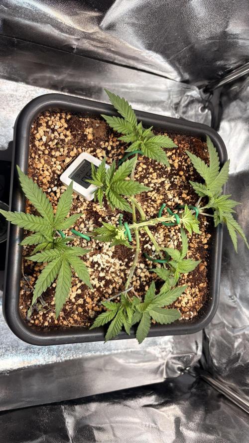 Khalifa limon Bianco mono. Week 5