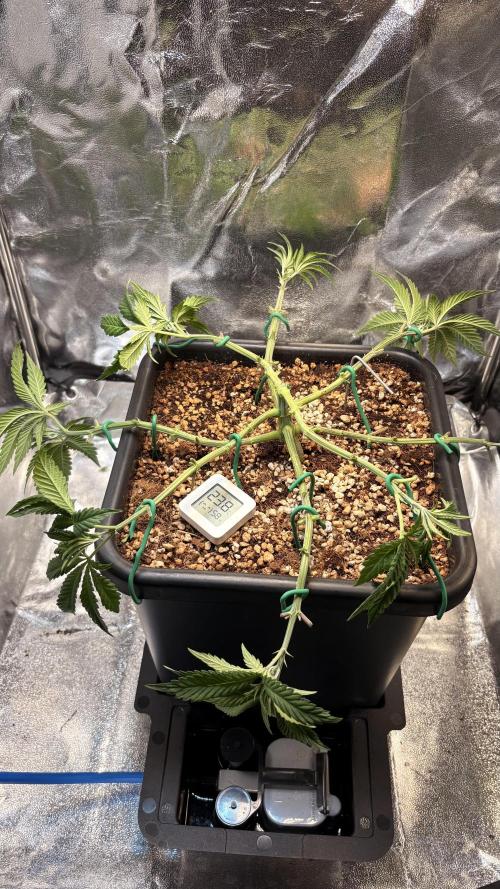Khalifa limon Bianco mono. Week 6 - Right after