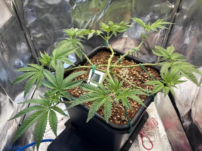 Khalifa limon Bianco mono. Week 6 - Next day