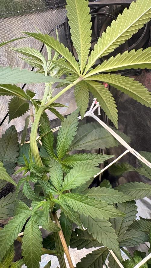 Khalifa limon Bianco mono. Week 7
